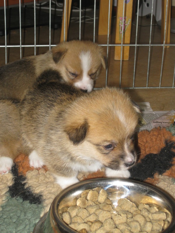 Puppies